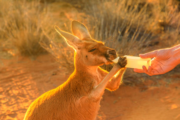 Kangaroo image